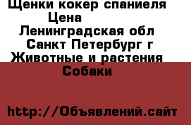 Щенки кокер спаниеля › Цена ­ 15 000 - Ленинградская обл., Санкт-Петербург г. Животные и растения » Собаки   